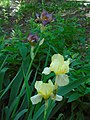 Yellow Irises (Kazan).JPG