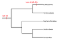 Phylogeny gill slit.png