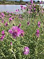 Chardons - Les Vieux Salins, Espace Nature - Les Salins-d'Hyères 07.jpg