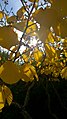 Autumn (124021607).jpeg