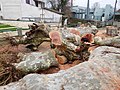 Abattage de platanes, Mussidan (2).jpg