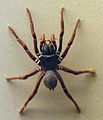 AustralianMuseum spider specimen 05.JPG