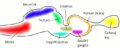 Vertebrate-brain-cartoon cs.png