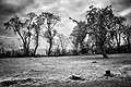 Autumn (127287547).jpeg
