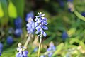 Flowers on Potsdam street 14 (April, 2018).jpg
