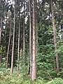 Aubinger Lohe 5617.jpg