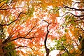 Autumn Color (185098097).jpeg