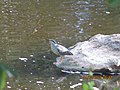 Pássaro pescador.jpg