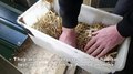 File:100 water voles released in the Vale of Glamorgan, Cymru (Wales).webm