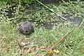 Water vole approaching 3.jpg