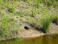 Den of unknown animal.JPG
