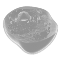 Infobox-Eukaryote.png