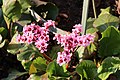 Flowers on Potsdam street 9 (April, 2018).jpg