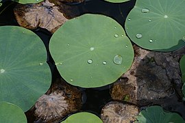 Nelumbo nucifera 8248.jpg