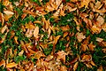 Autumn Carpet (186402211).jpeg