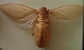 AustralianMuseum cicada specimen 43.JPG