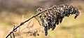 Autumn Goldenrod (100910245).jpeg