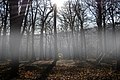 Autumn (122849137).jpeg