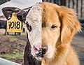Speciesism.jpg