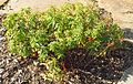 Euphorbia epithymoides.Düsseldorf.jpg