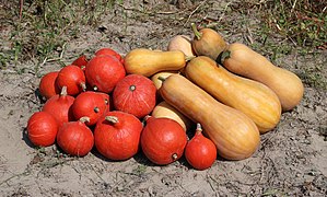 Cucurbita 2018 G1.jpg