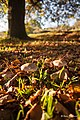 Autumn Woodland (51343830).jpeg