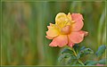 Autumn Blush (181850803).jpeg