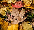 Autumn Leaves (180089067).jpeg