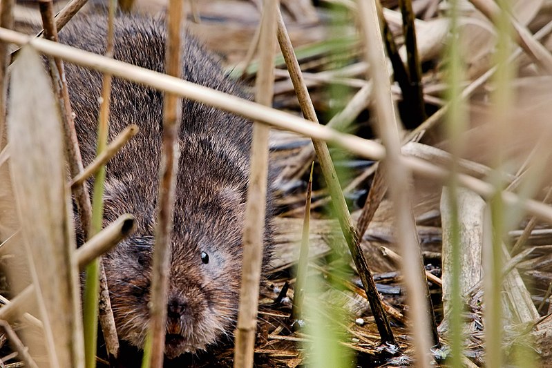 File:Water Vole - RSPB Fowlmere (34286164735).jpg