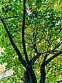 Autumn 2015 (127915493).jpeg