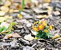 Autumn Flowers (233881353).jpeg
