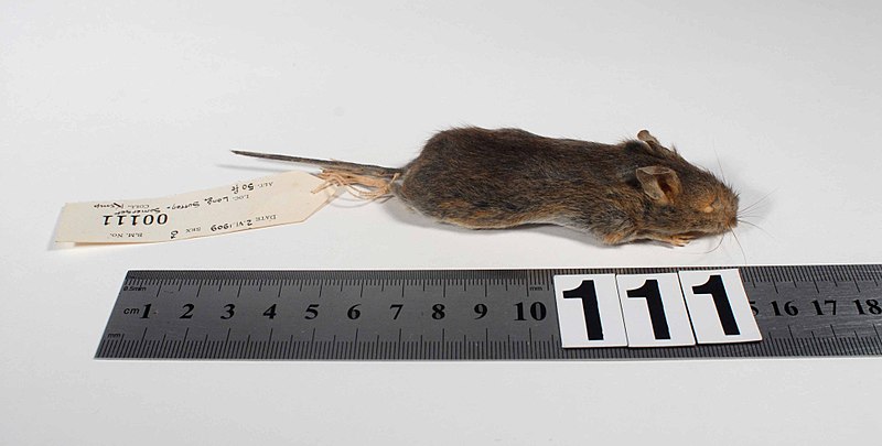File:Arvicola terrestris (AM LM111).jpg