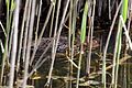 Water Vole - Minsmere (5731501182).jpg