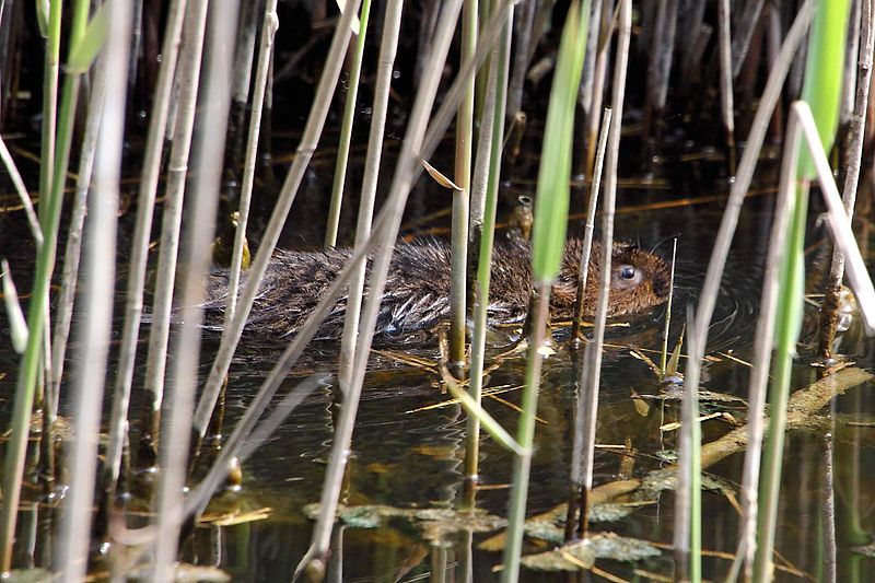 File:Water Vole - Minsmere (5731501182).jpg