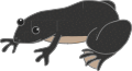201902 Xenopus laevis.svg