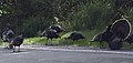 Wild turkeys 542x258.jpg