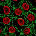 File:3D-map-of-the-human-corneal-endothelial-cell-srep29047-s2.ogv