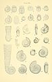 Acceleration of development in fossil Cephalopoda (Plate XIII) (8615695213).jpg