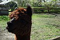 AlpacaNL2019.jpg