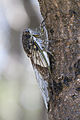 Arunta perulata male 02.jpg