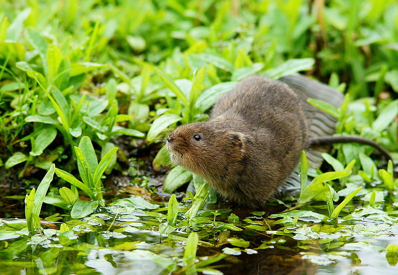 File:Water Vole on Boot Hill (5592665124).jpg