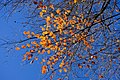 Autumn Sky (190697733).jpeg