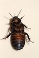 Australian Wood Cockroach 03.jpg