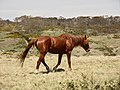 Brumby, near Long Plain Road, NSW.jpg