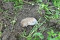Arvicola terrestris dead.JPG