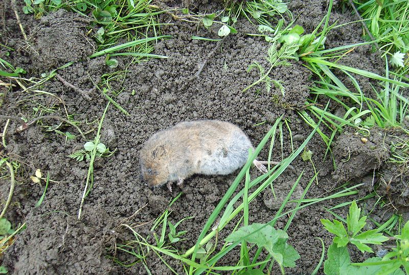 File:Arvicola terrestris dead.JPG