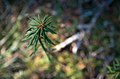 Autumn 1 (133299619).jpeg