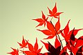 Autumn Leaf (53022630).jpeg