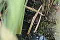 Arvicola terrestris from Icklesham, East Sussex, UK JEG9234.jpg