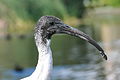 Australian White Ibis head.JPG